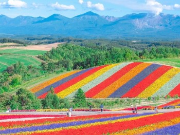 Flower park in northern Japan looks too beautiful to be real