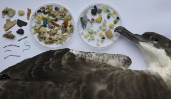Plastic pollution making its way into bodies of wildlife, humans