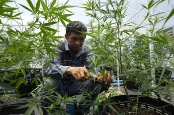 Thailand decriminalizes marijuana, but smoking discouraged