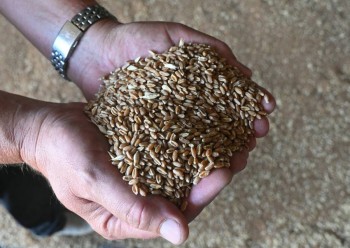 Ukraine grain exports deal to be signed next week, says Turkey