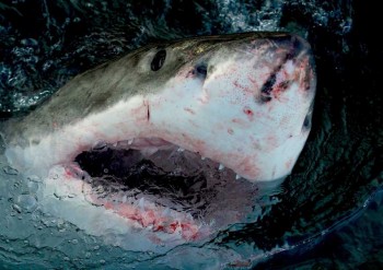 Discovery's 'Shark Week' hopes to enchant and thrill viewers