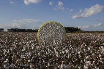 Why the world’s cotton supply is shrinking and prices are soaring