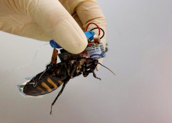 Riken researchers develop rechargeable cyborg cockroach
