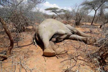 Drought kills hundreds of animals in Kenyan wildlife preserves