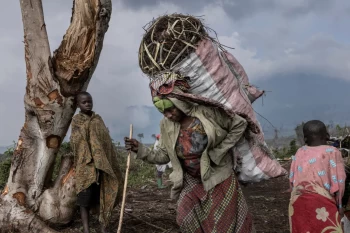 Deforestation in famed DRC reserve as refugees troop in