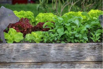 For success in the vegetable garden, spend money wisely and plant at the right time