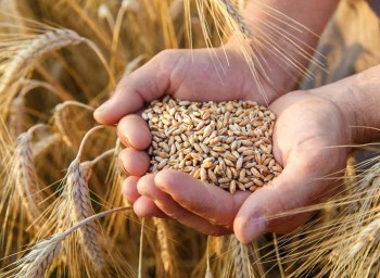 SRG Named Agency of Record for Wheat Foods Council