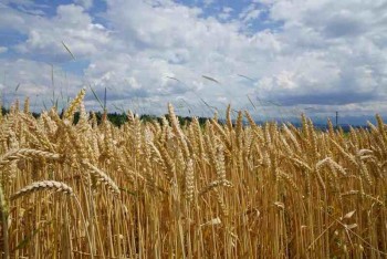 Wheat Markets Giving Bank Some Friday Gains Early On Monday