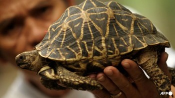 Malaysia Rescues Hundreds of Tortoises From 'ninja Turtle Gang'